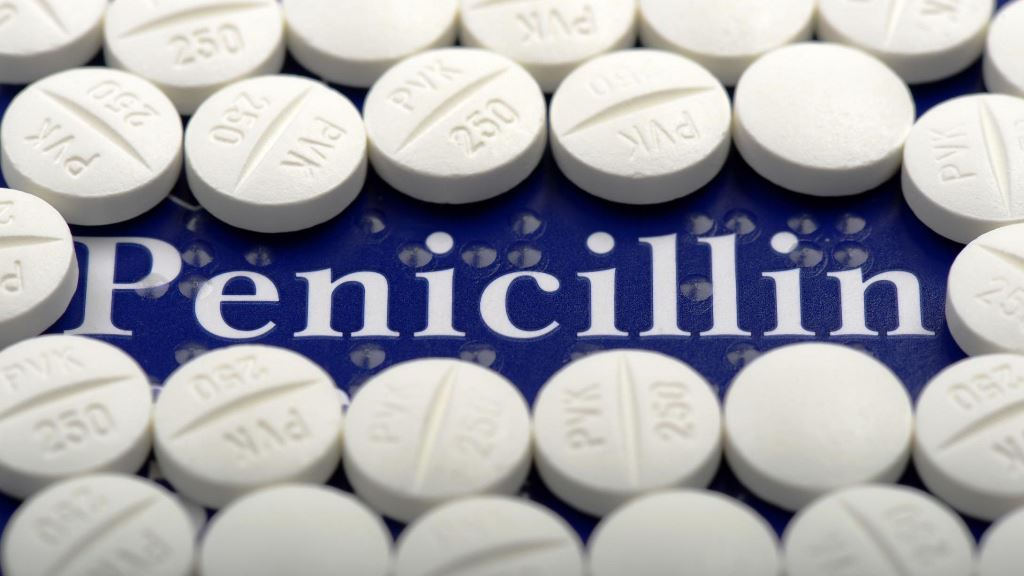 penicillium